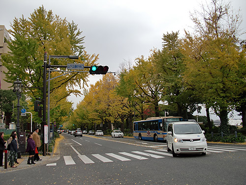 横浜・山下公園通りのイチョウ並木